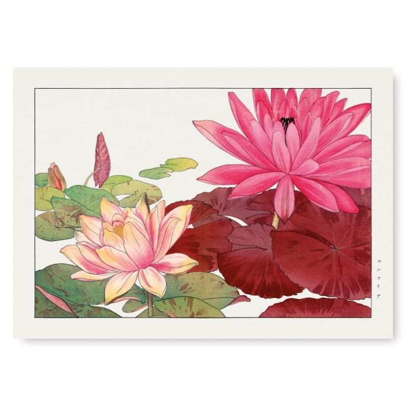 Japoński nadruk Nymphaea Lotus A3